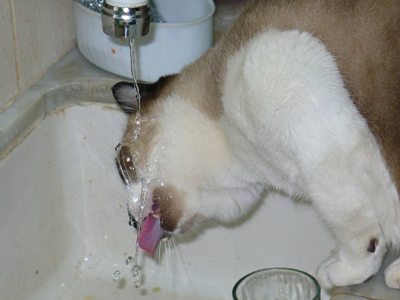 Charlie the cat drinking tap water